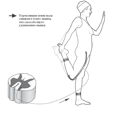 Иллюстрация к книге — Диагностика и лечение позвоночника. Уникальная система доктора А. М. Уриа [i_372.jpg]