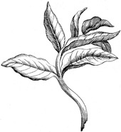 Иллюстрация к книге — Будущее Земли. Наша планета в борьбе за жизнь [i_012.jpg]