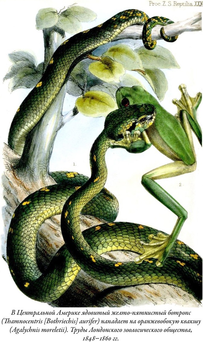 Иллюстрация к книге — Будущее Земли. Наша планета в борьбе за жизнь [i_023.jpg]