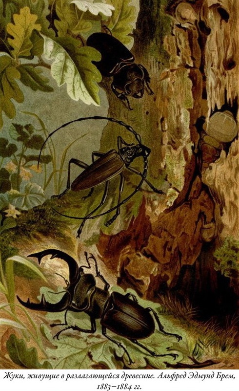 Иллюстрация к книге — Будущее Земли. Наша планета в борьбе за жизнь [i_026.jpg]