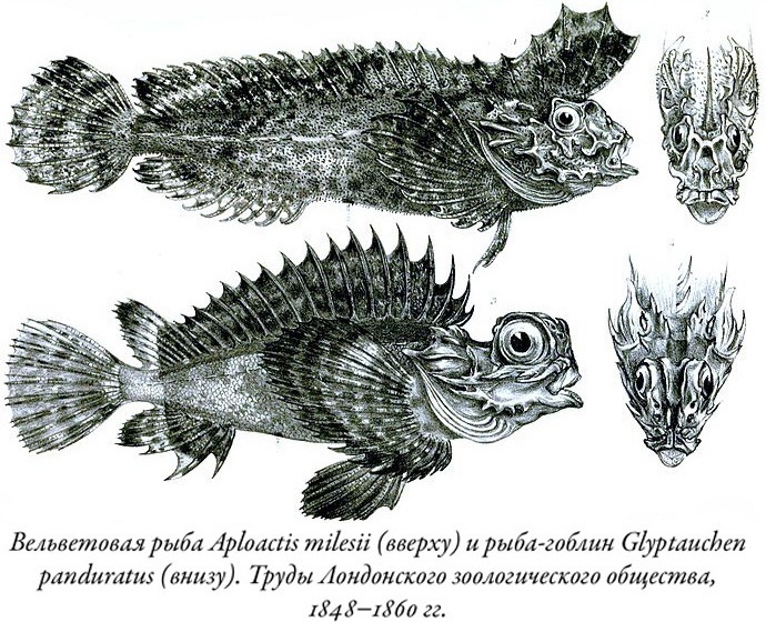 Иллюстрация к книге — Будущее Земли. Наша планета в борьбе за жизнь [i_030.jpg]