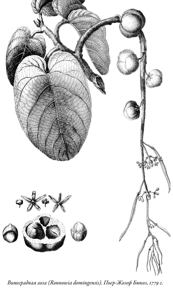 Иллюстрация к книге — Будущее Земли. Наша планета в борьбе за жизнь [i_034.jpg]