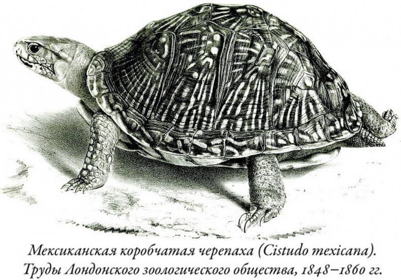 Иллюстрация к книге — Будущее Земли. Наша планета в борьбе за жизнь [i_036.jpg]