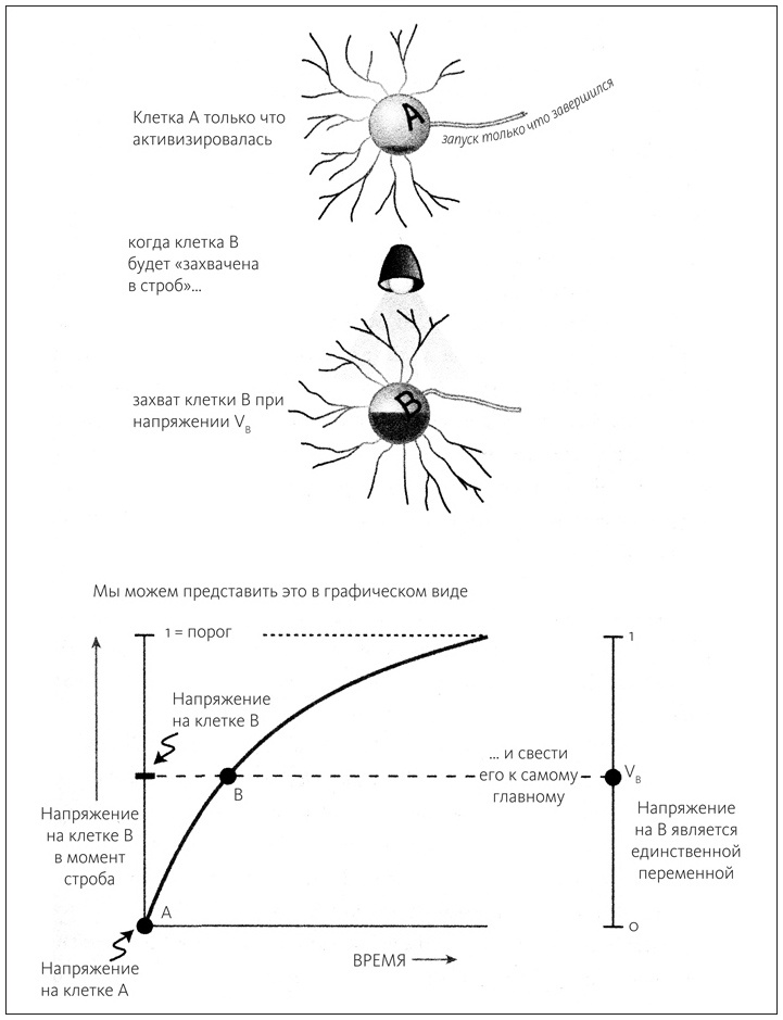 Иллюстрация к книге — Ритм вселенной. Как из хаоса возникает порядок [i_002.jpg]