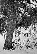 Иллюстрация к книге — Самая таинственная тайна и другие сюжеты [i_031.jpg]