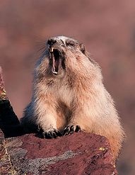 Иллюстрация к книге — Самая таинственная тайна и другие сюжеты [i_150.jpg]