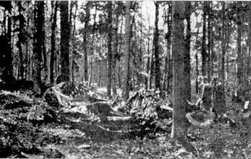 Иллюстрация к книге — Асы Люфтваффе пилоты Bf 109 D/E 1939-41 [pic_15.jpg]