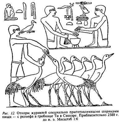 Иллюстрация к книге — Египтяне. Великие строители пирамид [image11.jpg]