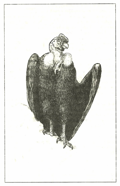 Иллюстрация к книге — Питомцы Зоопарка [i_007.jpg]