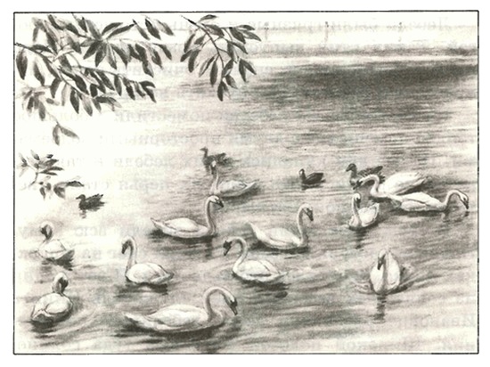 Иллюстрация к книге — Питомцы Зоопарка [i_013.jpg]