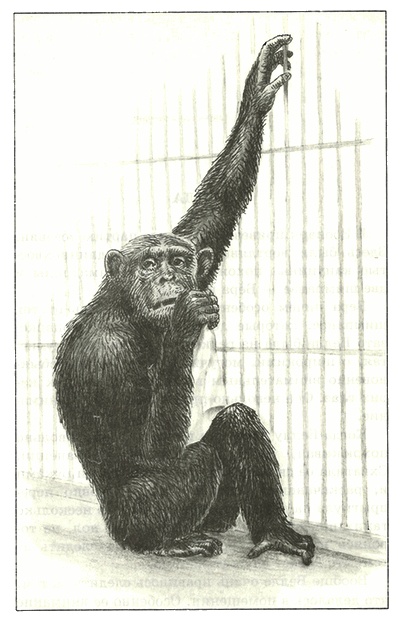 Иллюстрация к книге — Питомцы Зоопарка [i_019.jpg]