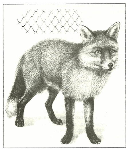 Иллюстрация к книге — Питомцы Зоопарка [i_020.jpg]