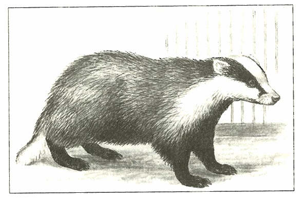 Иллюстрация к книге — Питомцы Зоопарка [i_023.jpg]