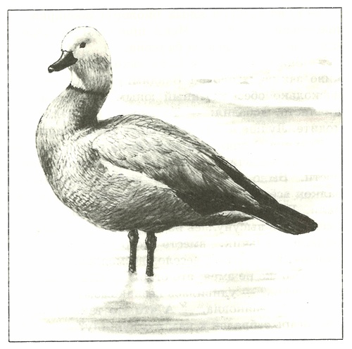 Иллюстрация к книге — Питомцы Зоопарка [i_024.jpg]