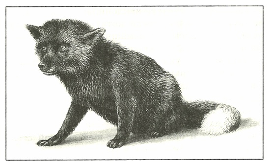 Иллюстрация к книге — Питомцы Зоопарка [i_027.jpg]