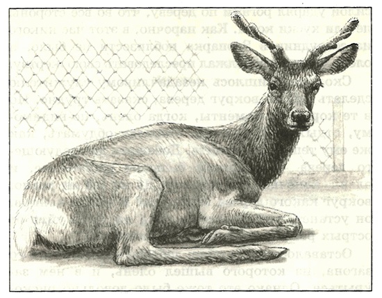 Иллюстрация к книге — Питомцы Зоопарка [i_028.jpg]