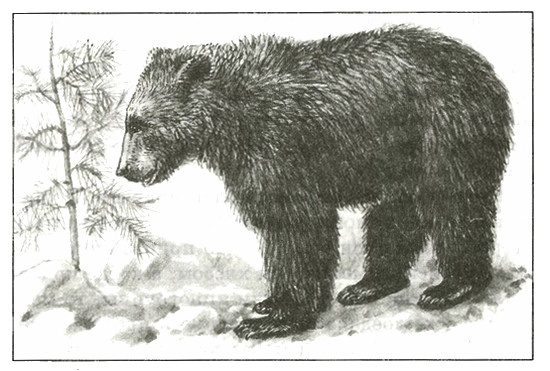 Иллюстрация к книге — Питомцы Зоопарка [i_032.jpg]