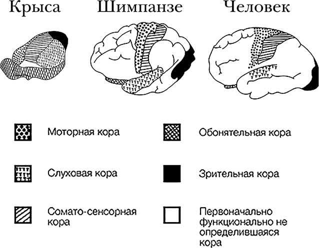 Иллюстрация к книге — Чертоги разума. Убей в себе идиота! [i_002.jpg]