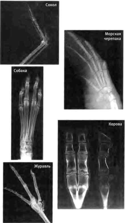 Иллюстрация к книге — Бесконечное число самых прекрасных форм [img_10.jpg]