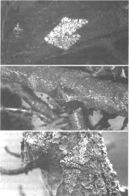 Иллюстрация к книге — Бесконечное число самых прекрасных форм [img_100.jpg]