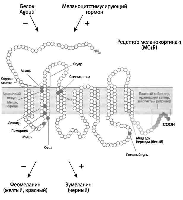 Иллюстрация к книге — Бесконечное число самых прекрасных форм [img_102.jpg]