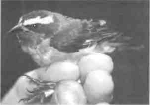 Иллюстрация к книге — Бесконечное число самых прекрасных форм [img_103.jpg]