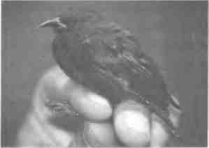 Иллюстрация к книге — Бесконечное число самых прекрасных форм [img_104.jpg]