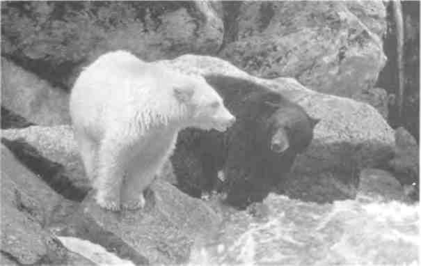 Иллюстрация к книге — Бесконечное число самых прекрасных форм [img_106.jpg]