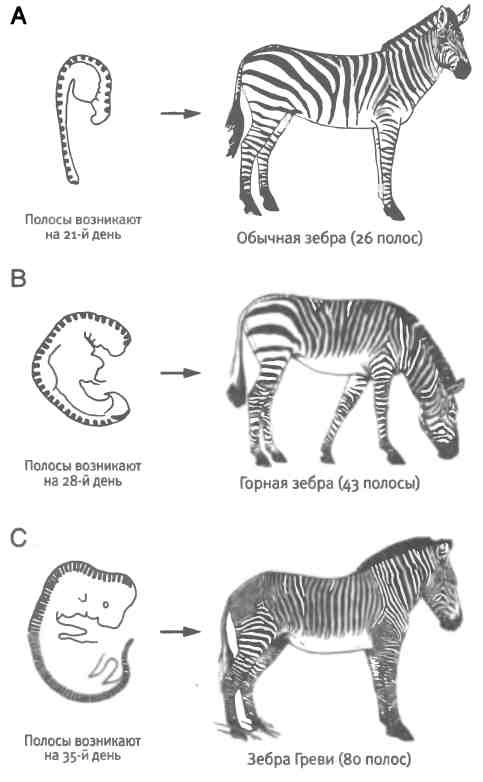 Иллюстрация к книге — Бесконечное число самых прекрасных форм [img_107.jpg]