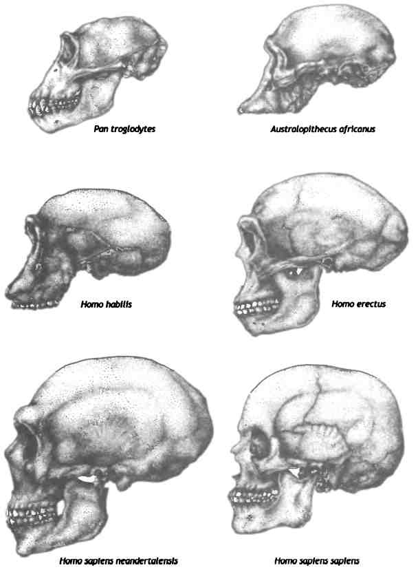 Иллюстрация к книге — Бесконечное число самых прекрасных форм [img_109.jpg]