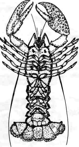 Иллюстрация к книге — Бесконечное число самых прекрасных форм [img_11.jpg]