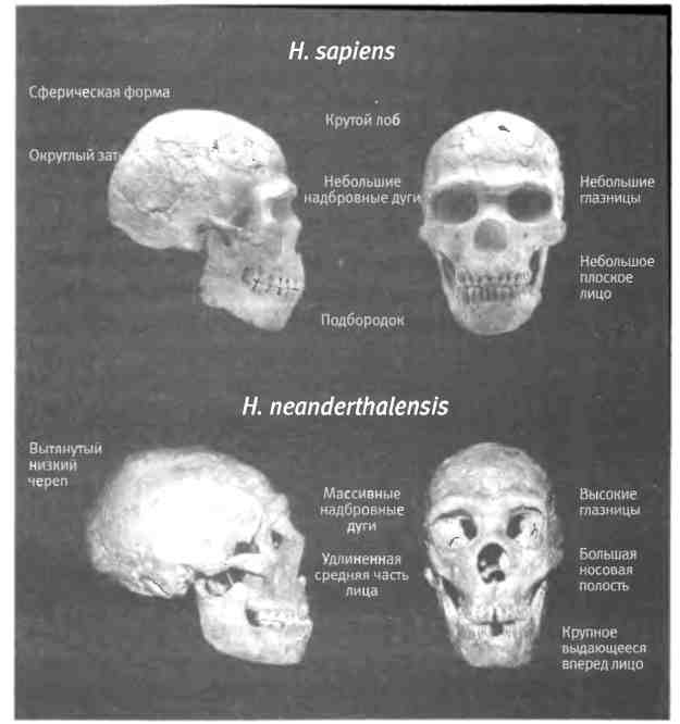 Иллюстрация к книге — Бесконечное число самых прекрасных форм [img_110.jpg]