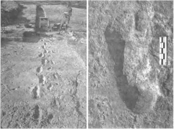 Иллюстрация к книге — Бесконечное число самых прекрасных форм [img_113.jpg]