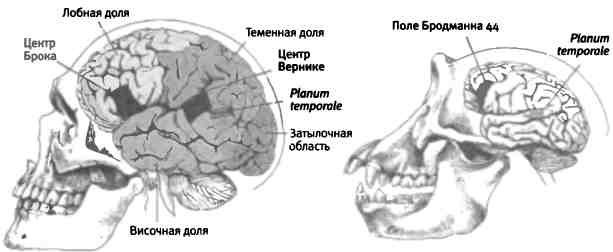 Иллюстрация к книге — Бесконечное число самых прекрасных форм [img_115.jpg]