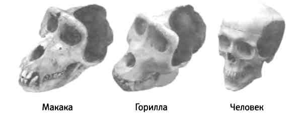 Иллюстрация к книге — Бесконечное число самых прекрасных форм [img_117.jpg]