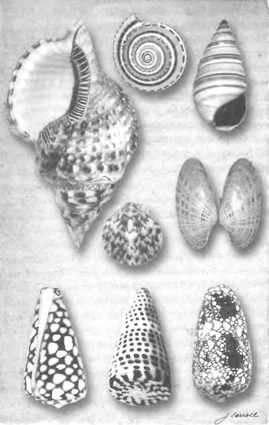 Иллюстрация к книге — Бесконечное число самых прекрасных форм [img_118.jpg]