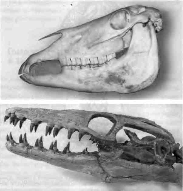 Иллюстрация к книге — Бесконечное число самых прекрасных форм [img_12.jpg]