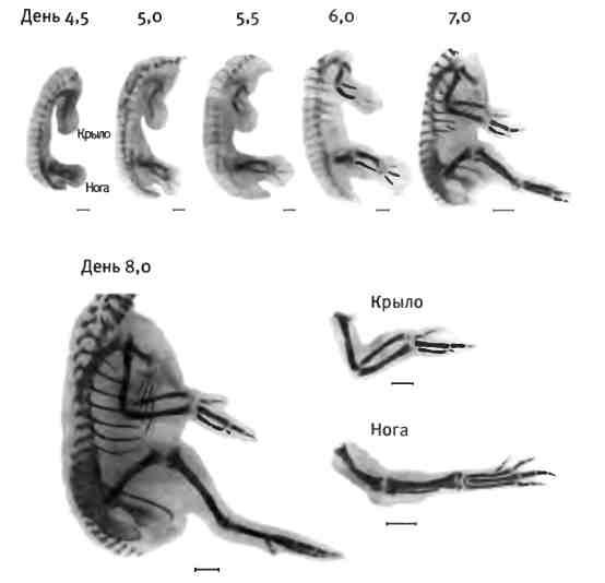 Иллюстрация к книге — Бесконечное число самых прекрасных форм [img_18.jpg]