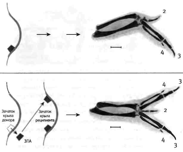 Иллюстрация к книге — Бесконечное число самых прекрасных форм [img_19.jpg]