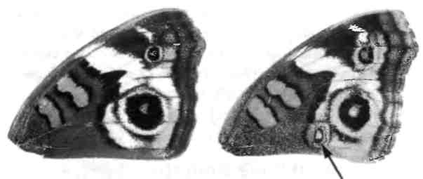 Иллюстрация к книге — Бесконечное число самых прекрасных форм [img_20.jpg]