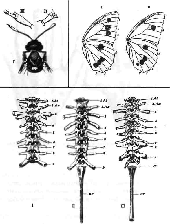 Иллюстрация к книге — Бесконечное число самых прекрасных форм [img_21.jpg]