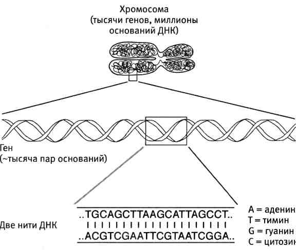 Иллюстрация к книге — Бесконечное число самых прекрасных форм [img_27.jpg]