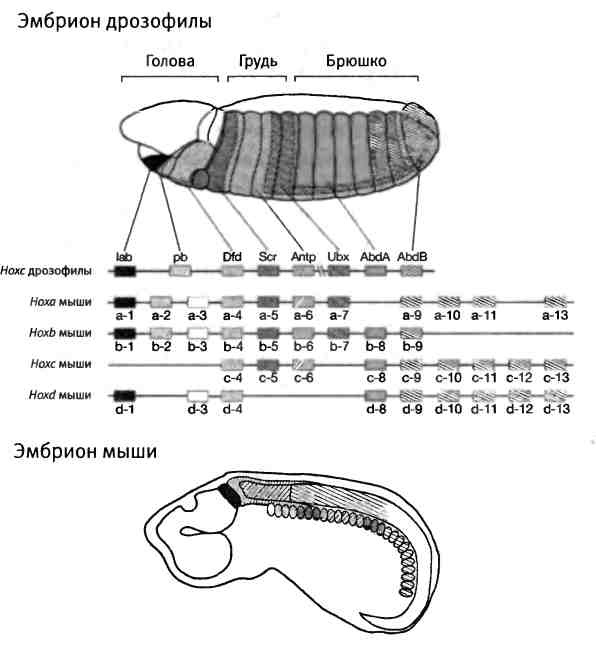 Иллюстрация к книге — Бесконечное число самых прекрасных форм [img_31.jpg]