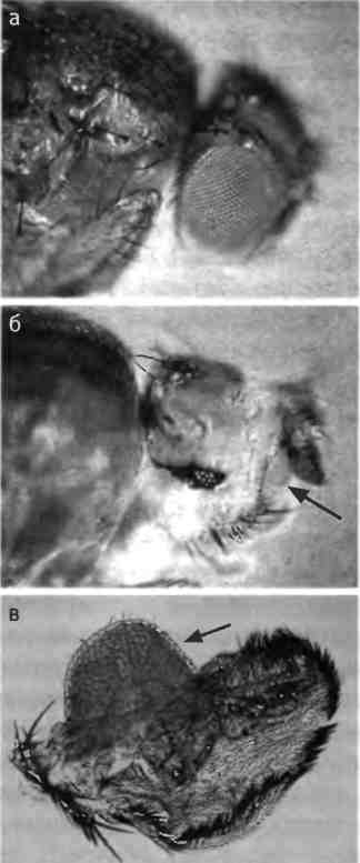 Иллюстрация к книге — Бесконечное число самых прекрасных форм [img_32.jpg]