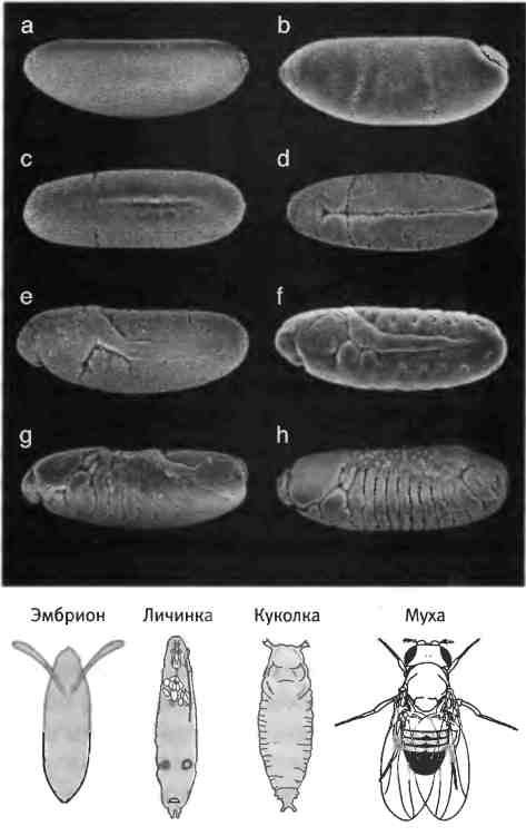 Иллюстрация к книге — Бесконечное число самых прекрасных форм [img_37.jpg]