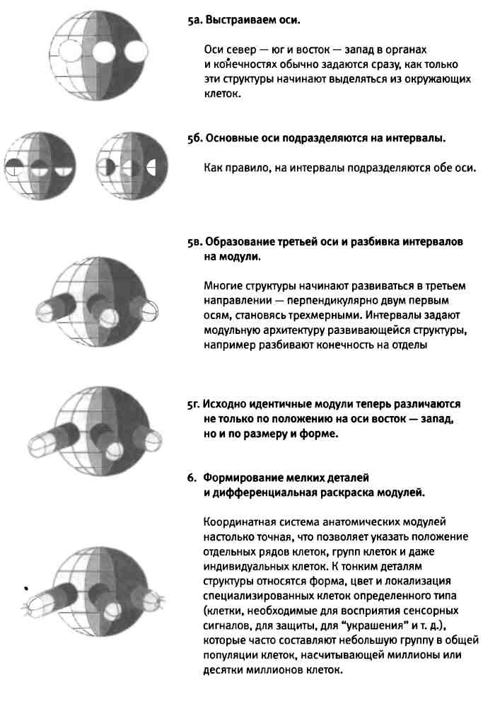 Иллюстрация к книге — Бесконечное число самых прекрасных форм [img_39.jpg]