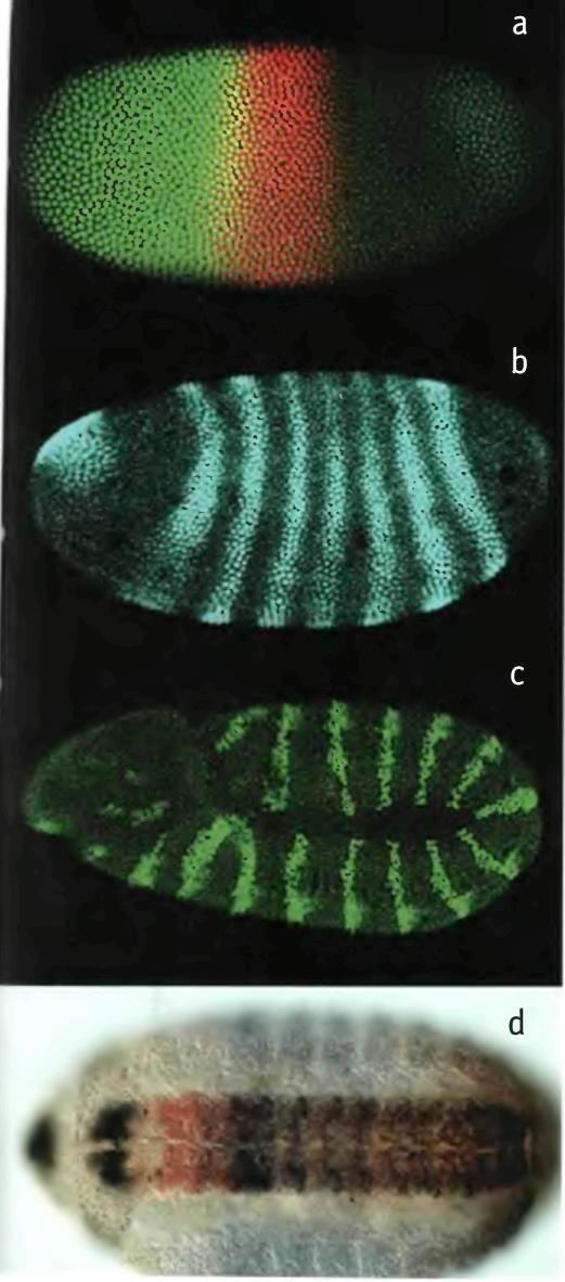 Иллюстрация к книге — Бесконечное число самых прекрасных форм [img_40.jpg]