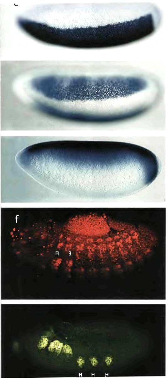 Иллюстрация к книге — Бесконечное число самых прекрасных форм [img_41.jpg]