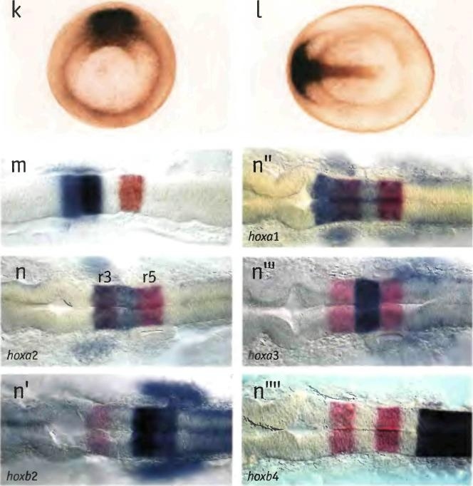 Иллюстрация к книге — Бесконечное число самых прекрасных форм [img_45.jpg]