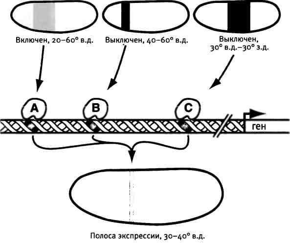 Иллюстрация к книге — Бесконечное число самых прекрасных форм [img_52.jpg]